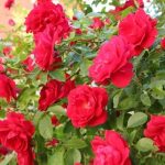 Плетистая роза — королева вашего сада