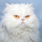 Самые популярные породы пушистых кошек