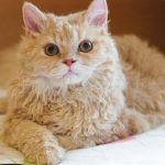 Селкирк рекс — необычная и яркая порода кошек