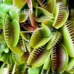 Как ухаживать за венериной мухоловкой, и чем кормить «хищное» растение