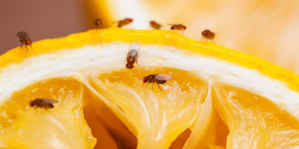 Несколько гениальных способов избавиться от плодовых мух